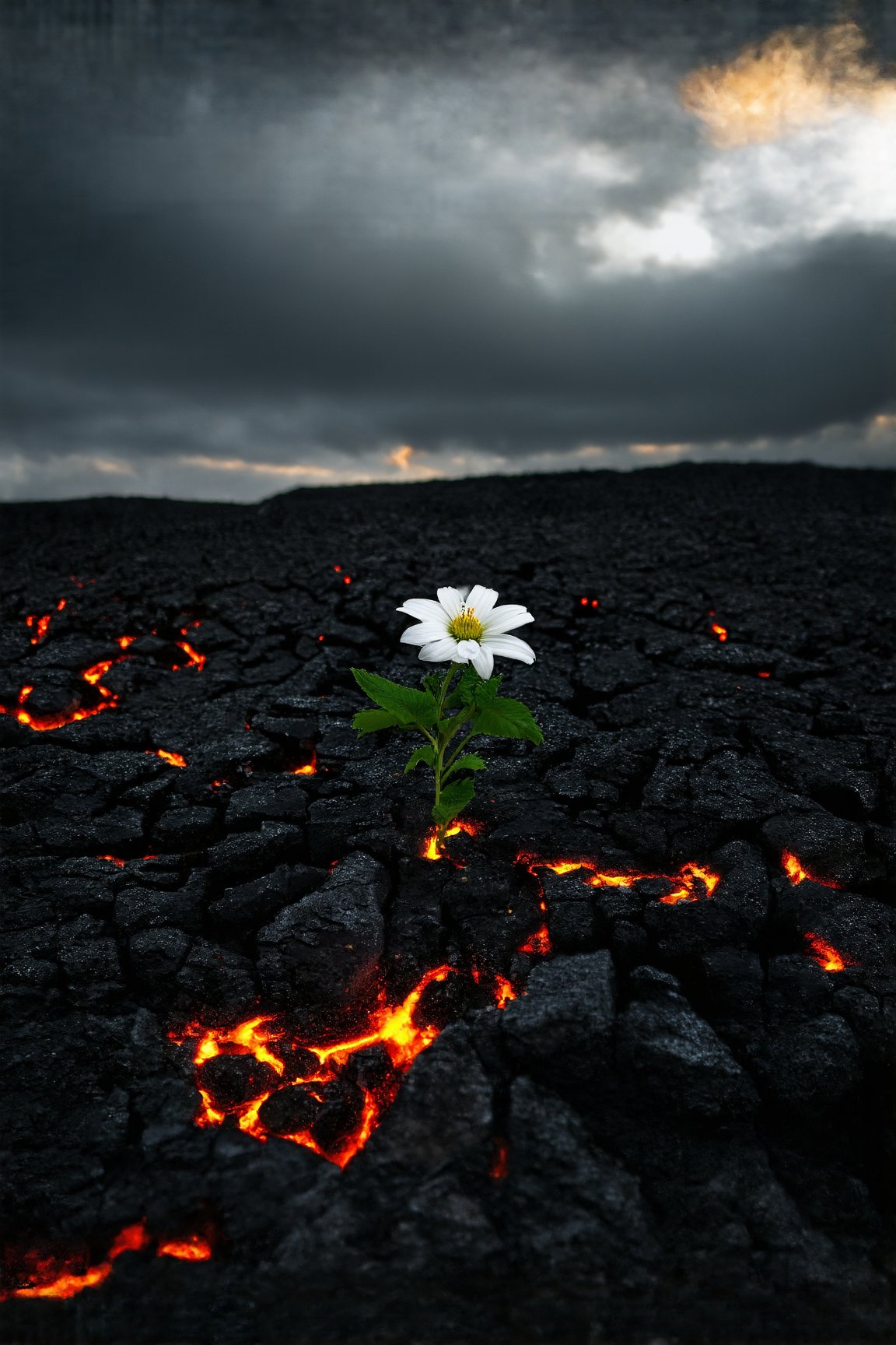 cinematic photography of a single white flower growing from between the cracks of black ashen rocks and fiery lava desolate grim landscape under black clouds with a hint of sun and god rays spotlight on the flower dark vignette effect
