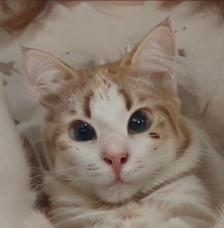 AI generated image by user_769397675719150338 on Tensor.Art