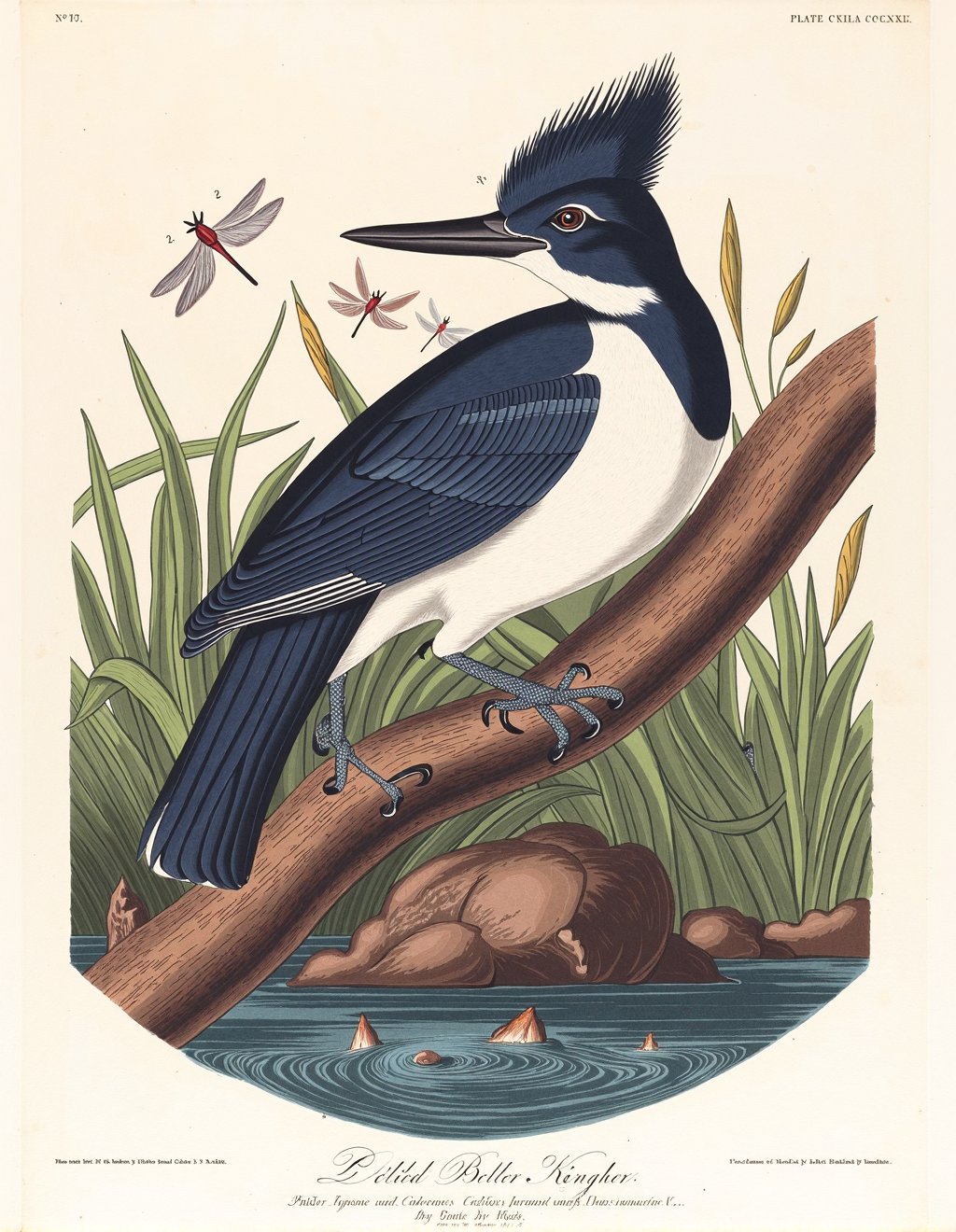 John James Audubon Style,  A Belted Kingfisher perches alertly on a dead branch extending over calm water,  its large cres...