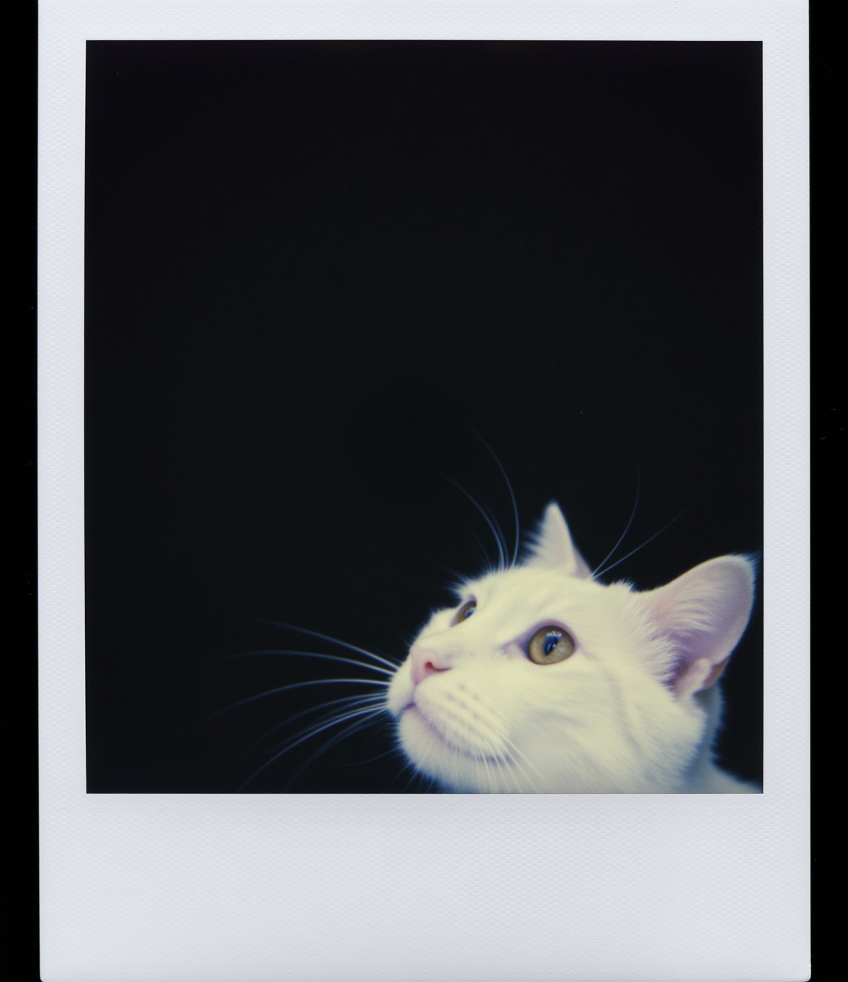 Polaroid frame of sleek profile of a curious cat peeks out from behind a stark white wall, its delicate whiskers twitching in the air. The background is completely black, creating a strong contrast that highlights the subtle textures of the cat's fur and the sharpness of its gaze. Only half of the cat's face is visible, with one eye intensely focused forward, shining brightly against the darkness. The simplicity of the composition draws all attention to the cat's inquisitive expression, creating an atmosphere of quiet mystery and curiosity.