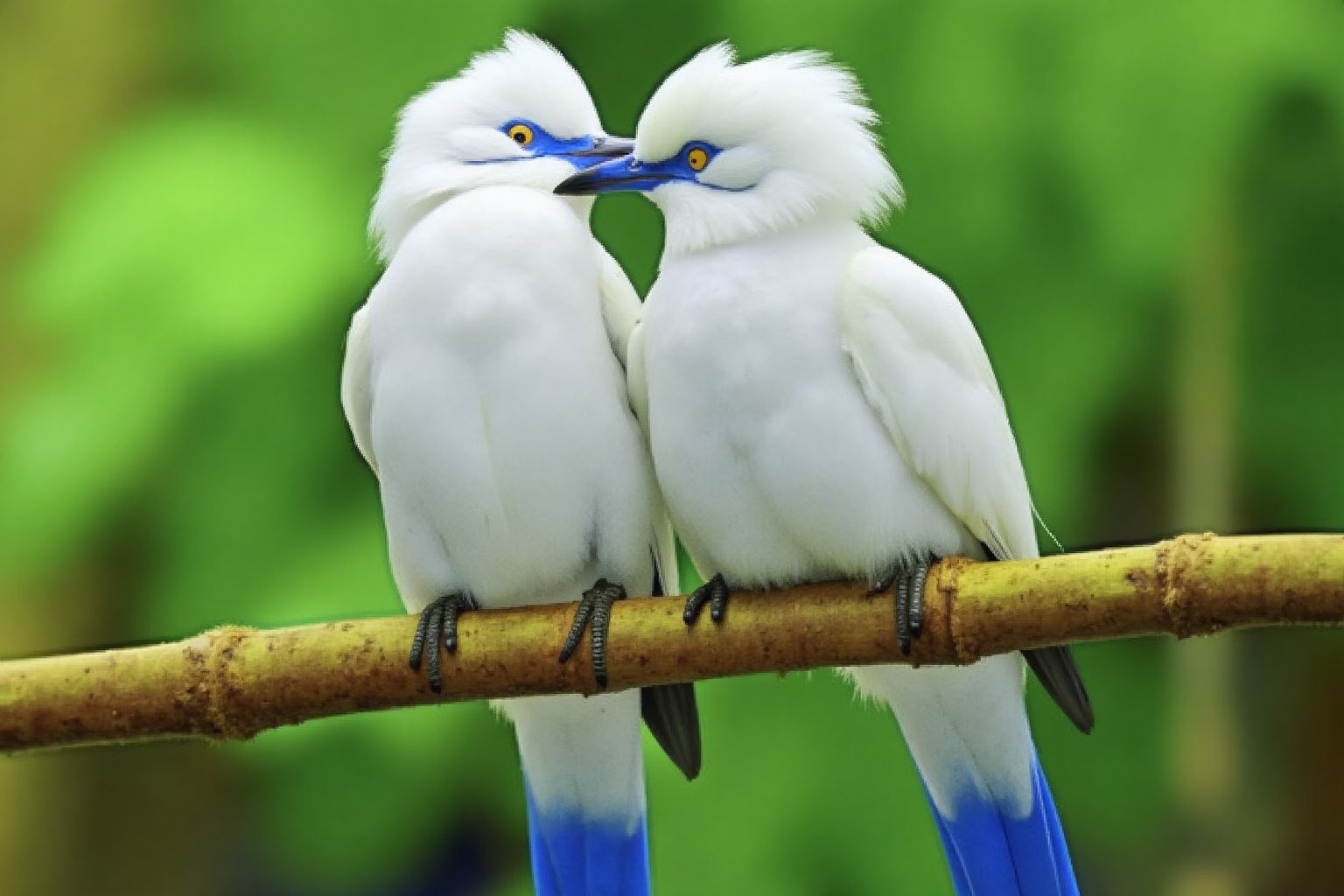 two white birds with bright blue eyes are perched on a bamboo branch. The birds are facing each other, their beaks are pointed towards the right side of the frame. The bird on the left is facing the right, while the one on the right is facing away from the camera. Both birds have black webbed feet. The background is blurred, with green leaves visible in the distance.