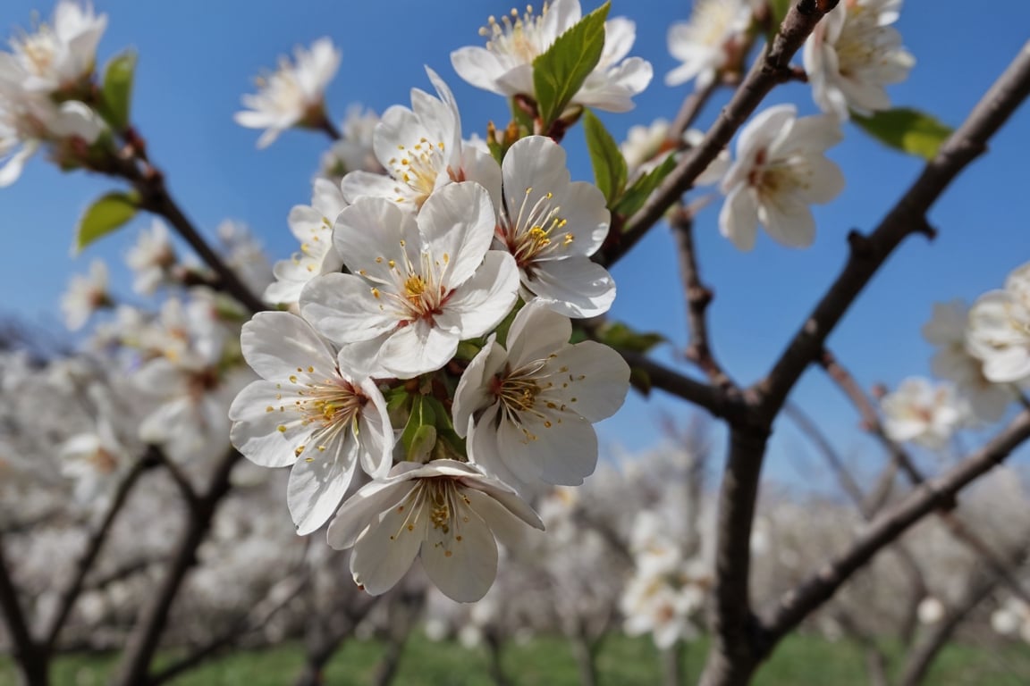 A very close-up photo of the white plum blossoms planted at the back of the village in full bloom.

Ultra-clear, Ultra-detailed, ultra-realistic, ultra-close up, Prevent facial distortion,