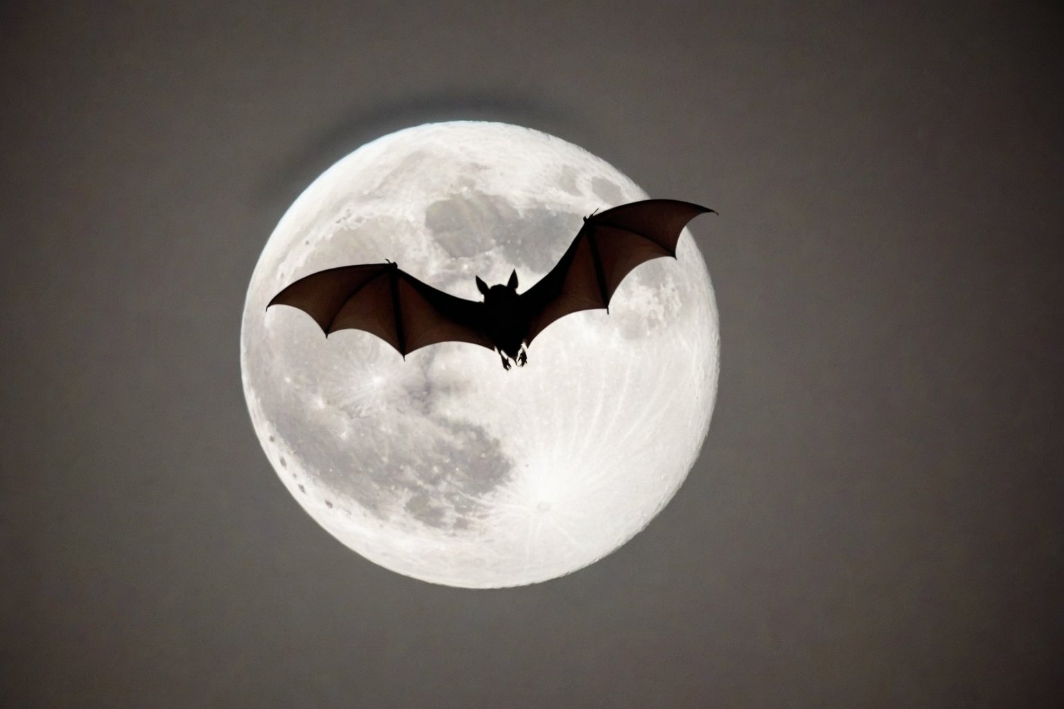 score_9, score_8_up, score_7_up, Generate a real life image of a bat flying through a foggy night, full moon.