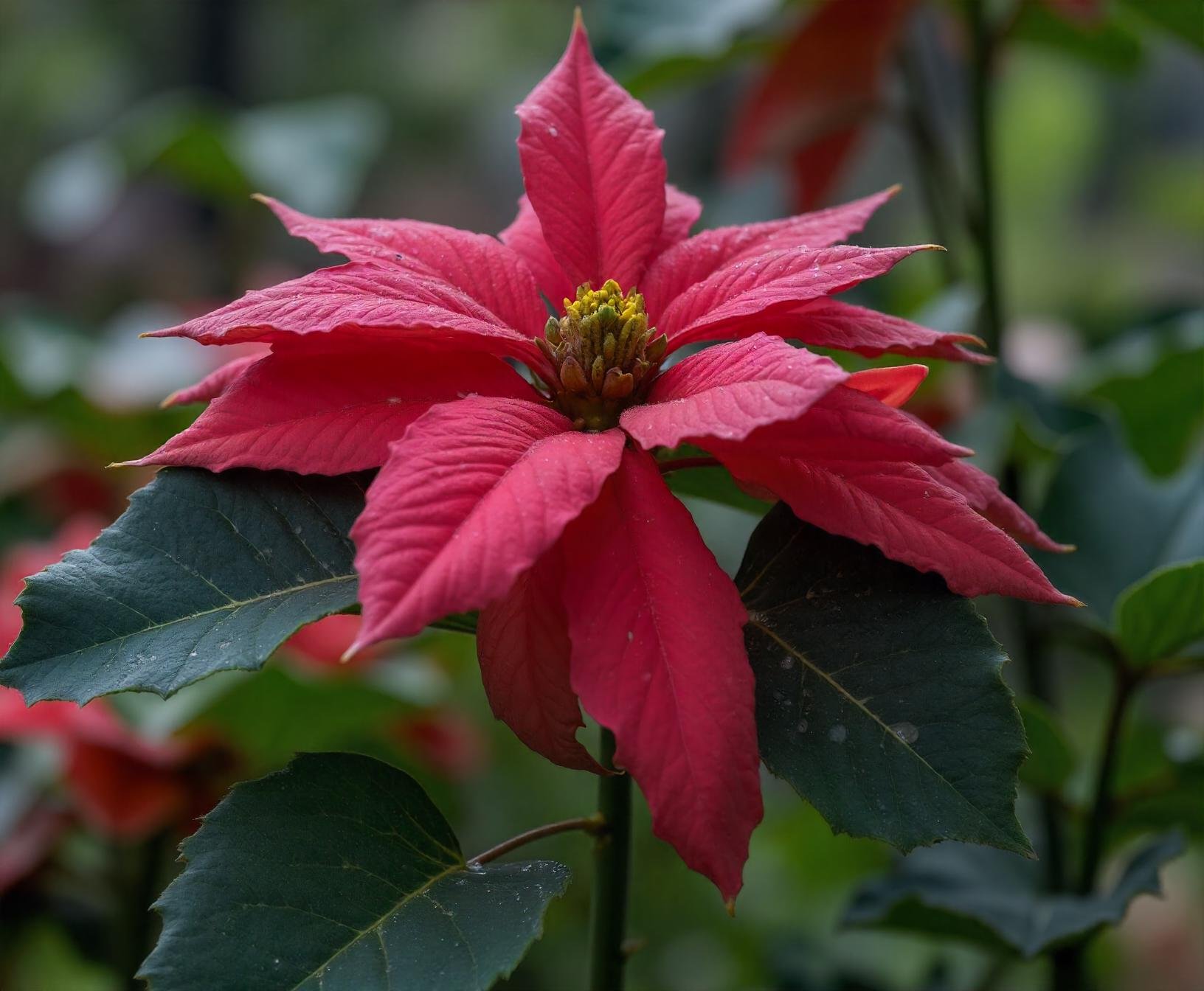 very beautiful,(8k, best quality, masterpiece,  Subject: Morbid Romanian Poinsettia, raining, sharp, focused, photo, by John Everett Millais, David Choe, Octane render. Scene: Majestic, highly detailed, realistic, intricate, flower, petals, leaves, art by artgurates and greg rutkowski, Bokeh, 50mm, F/5, dramatic lighting. Background: Sharp focus, high contrast, soft background, Artstation, 8K Realistic, detailed, high-resolution, candid, lifelike,