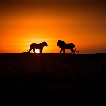 The Lion King style XL + F1D (National Geographic) by user_720431629750874608 on Tensor.Art
