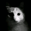 testingpj by user_629249074624784272 on Tensor.Art