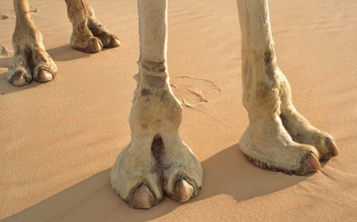 Toe of a Camel by Deval on Tensor.Art