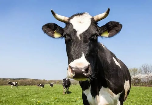 Blink Cow i2v by BD_Deep on Tensor.Art