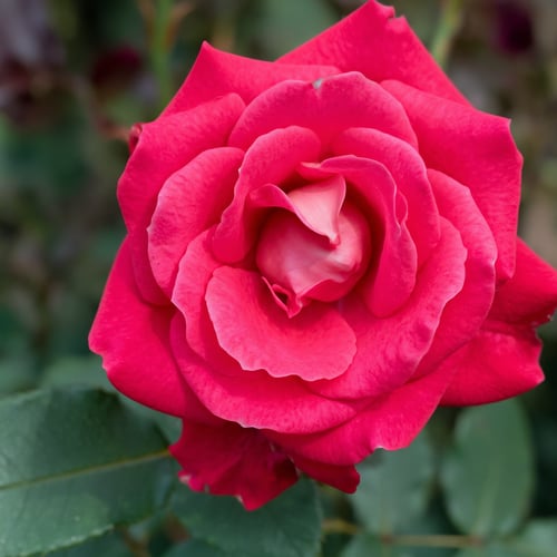 Rose1 by CafeMan on Tensor.Art