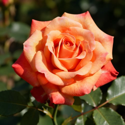 Rose1 by CafeMan on Tensor.Art