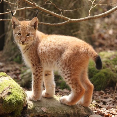 Eurasian Lynx lynx for FLUX - DEV by Northern Ilves on Tensor.Art