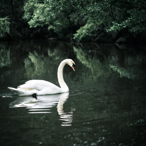 Bleach Bypass XL + F1D + ZIB by EauDeNoire on Tensor.Art