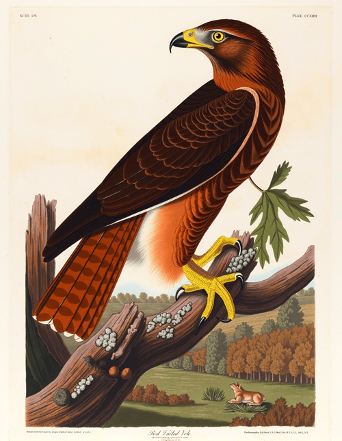 John James Audubon Style by Kappa_Neuro on Tensor.Art