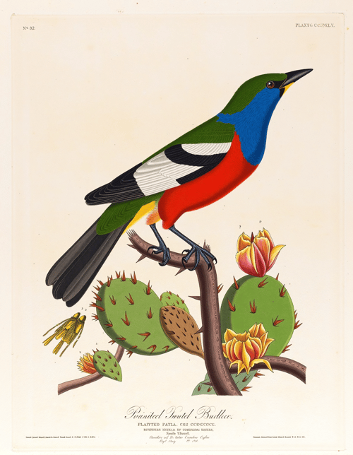 John James Audubon Style by Kappa_Neuro on Tensor.Art