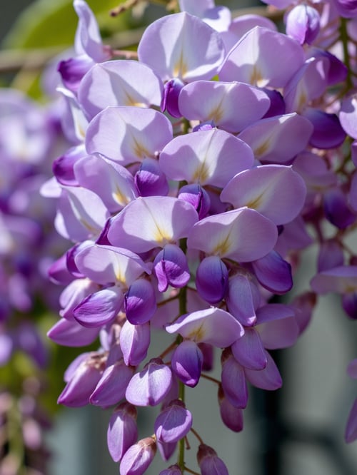 ai紫藤花Wisteria by OpenArt on Tensor.Art