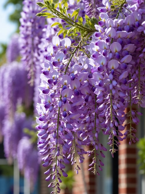 ai紫藤花Wisteria by OpenArt on Tensor.Art