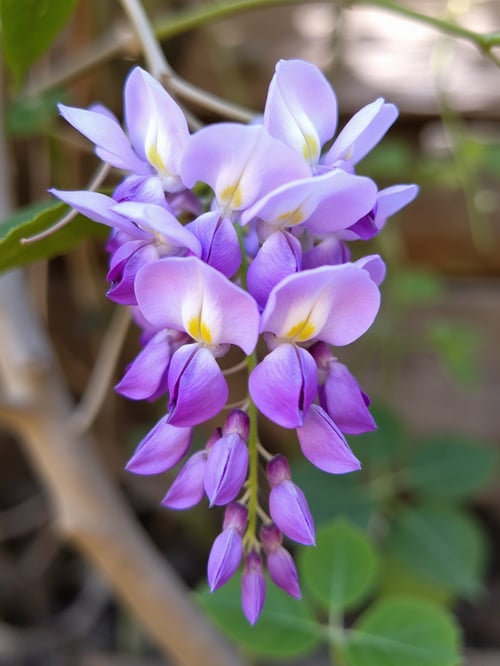 X紫藤花Wisteria by DeepBlue藍心 on Tensor.Art