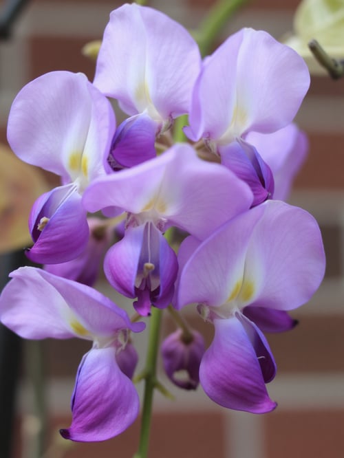 X紫藤花Wisteria by DeepBlue藍心 on Tensor.Art