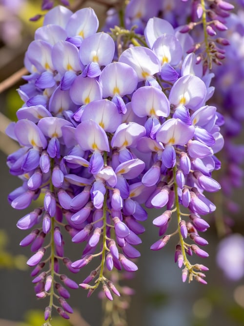 X紫藤花Wisteria by DeepBlue藍心 on Tensor.Art