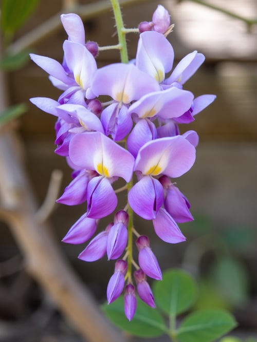 X紫藤花Wisteria by DeepBlue藍心 on Tensor.Art