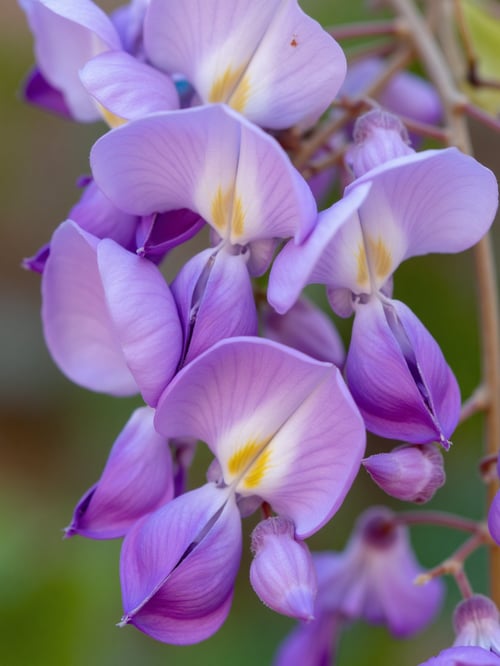 X紫藤花Wisteria by DeepBlue藍心 on Tensor.Art