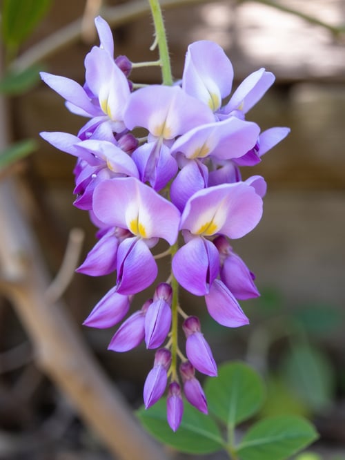 X紫藤花Wisteria by DeepBlue藍心 on Tensor.Art