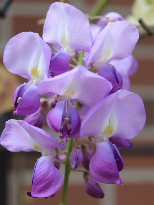 X紫藤花Wisteria by DeepBlue藍心 on Tensor.Art