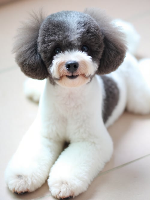Poodle 1 by frank1972 on Tensor.Art
