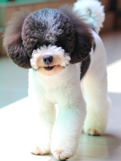 Poodle 1 by frank1972 on Tensor.Art