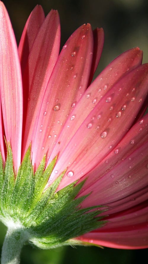 Flowers by user_765668793702725523 on Tensor.Art