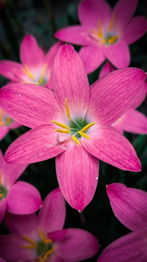 Flowers by user_765668793702725523 on Tensor.Art