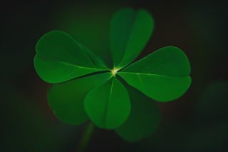 
four Leaf Clover