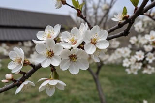 A very close-up photo of the white plum blossoms planted at the back of the village in full bloom.

Ultra-clear, Ultra-detailed, ultra-realistic, ultra-close up, Prevent facial distortion,