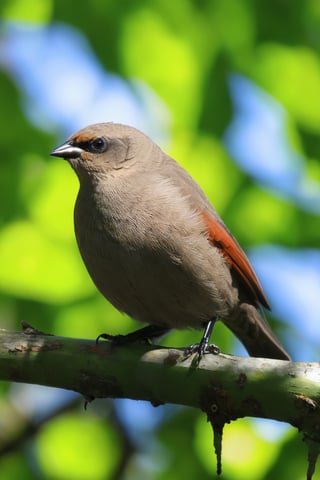 (Documentary photograph:1.3) of a Grayish Baywing. BREAK It's a cute bird about 7 inches long, with (brownish-gray plumage:1.3), (the wings feathers have a reddish-brown tone:1.4). The region between the eyes and nostrils is black, it has black eyes, black legs, (short and stubby black beak:1.4). BREAK (full body shot:1.2), perched on a tree branch, under direct sunlight, creative shadow play, from above, bokeh, BREAK (shot on Canon EOS 5D:1.4), Fujicolor Pro film, in the style of Miko Lagerstedt/Liam Wong/Nan Goldin/Lee Friedlander, BREAK (photorealistic:1.3), vignette, highest quality, detailed and intricate, original shot, gbaywing,