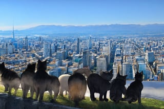 ciudad gotica llena de puros gatos con botitas de gamusa