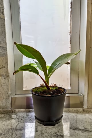 indoors, window, leaf, plant, potted plant, food focus, still life, flower pot, nepenthes,SD 1.5