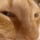 Censored cat