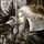 Alucard