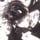 Daichi Lily