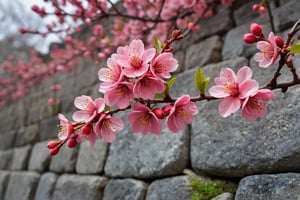 A very close-up shot of the red plum blossoms planted along the stone wall in full bloom.

Ultra-clear, Ultra-detailed, ultra-realistic, ultra-close up, Prevent facial distortion,