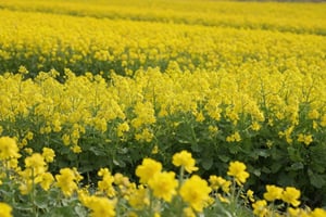 Rape flowers bloomed all at once in the field.

Ultra-clear, Ultra-detailed, ultra-realistic, ultra-close up, Prevent facial distortion,