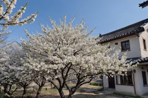 A very close-up photo of the white plum blossoms planted at the back of the village in full bloom.

Ultra-clear, Ultra-detailed, ultra-realistic, ultra-close up, Prevent facial distortion,